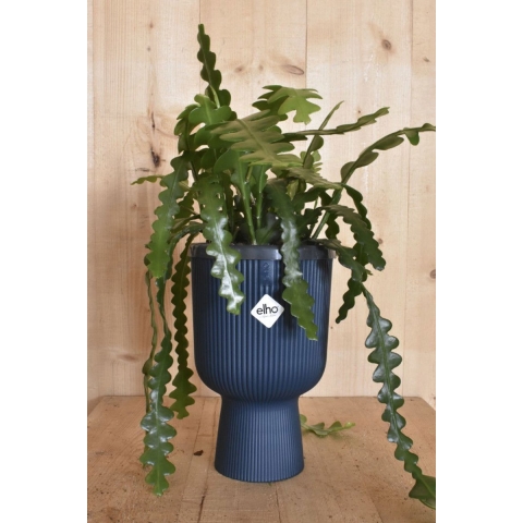 Zaagcactus in hoge pot diepblauw Elho - Warentuin natuurlijk