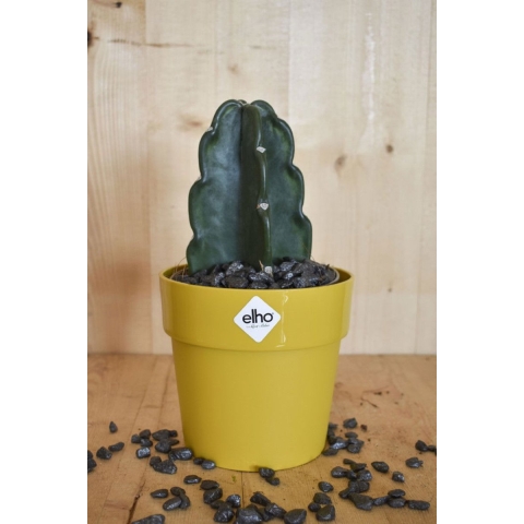 Knuffelcactus in okerkleurige pot Elho - Warentuin natuurlijk