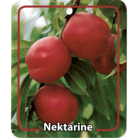 Prunus Persica Var. Nucipersica Nektarine - Oosterik home
