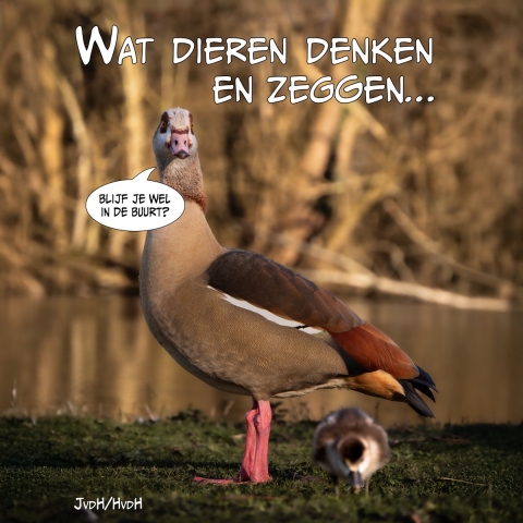 Wat dieren denken en zeggen (Hardback)