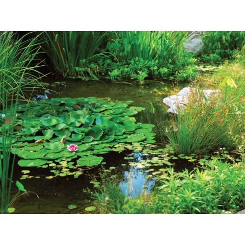 Tuinschilderij wilde vijver 70x50cm - Customize it