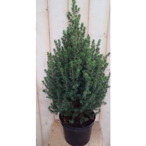 Conifeer Picea 70 cm - Warentuin natuurlijk