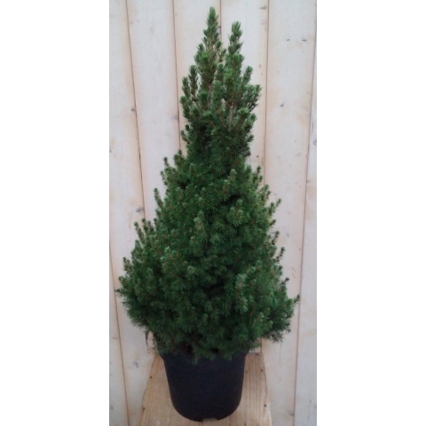 Conifeer Picea 100 cm - Warentuin natuurlijk