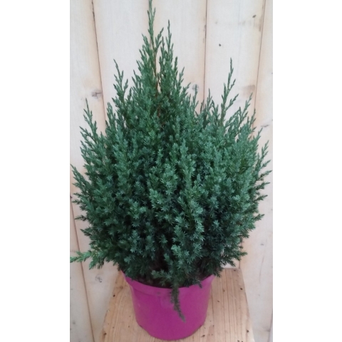 Conifeer 50 cm Jeneverbes blauw - Warentuin natuurlijk