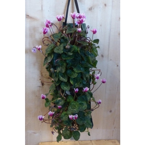 Hangzak cyclamen - Warentuin natuurlijk