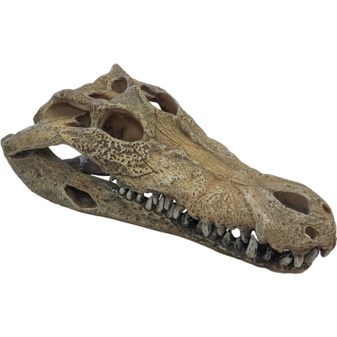Deco crocodile l Repto - Repto