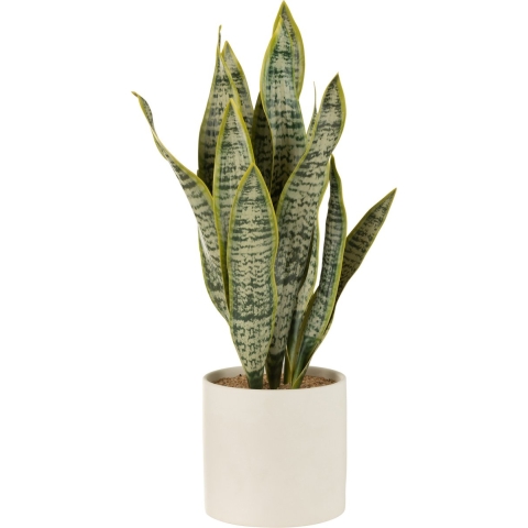J-Line Plant sansevieria in pot pvc green extra large