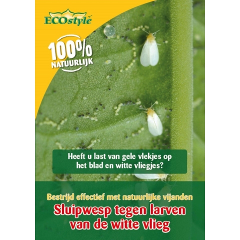 Sluipwesp tegen de larven van de witte vlieg ECOstyle - Ecostyle natuurlijke vijanden