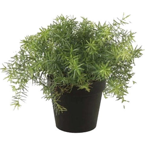 Kunstplant Asparagus - groen - in zwarte pot - 25 cm -