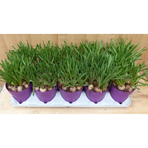 Blauwe Druifjes 10 potjes in tray kleur blauw Warentuin Natuurlijk - Warentuin natuurlijk