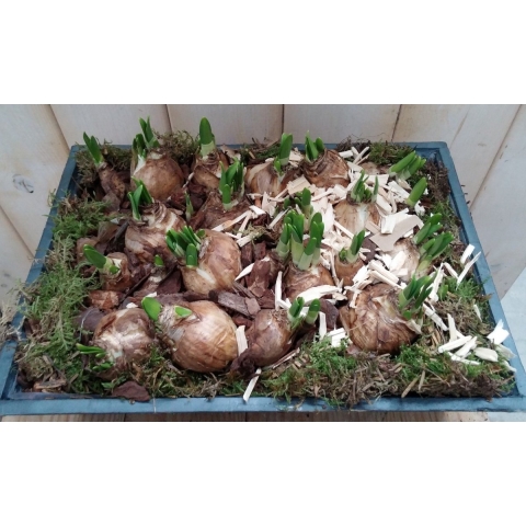 Narcis groot plantenbakje buiten Warentuin Natuurlijk - Warentuin natuurlijk