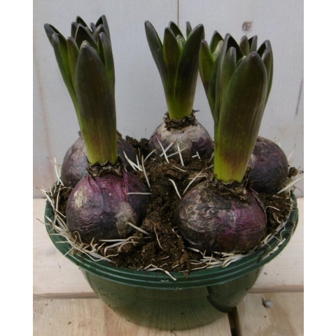 3 stuks! Bolletjes Hyacint blauw in schaaltje Voorjaarsbollen Warentuin Natuurlijk - Warentuin natuurlijk
