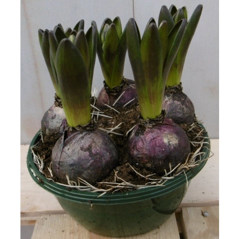 3 stuks! Bolletjes Hyacint wit in schaaltje Voorjaarsbollen Warentuin Natuurlijk - Warentuin natuurlijk