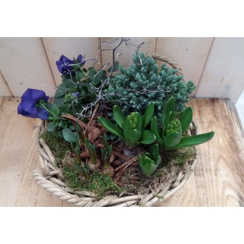 Hyacint de luxe plantenbakje buiten Warentuin Natuurlijk - Warentuin natuurlijk