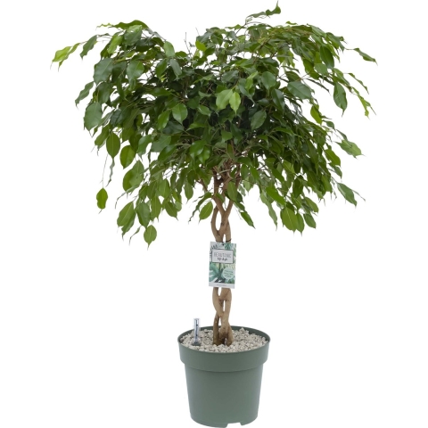 Ficus Adora - Exotica Twisted Stem Potmaat 27 H110-120 kamerplant Beautanic Lifestyle - Beautanic lifestyle