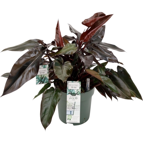 Philodendron Lisa Potmaat 27 H60-70 kamerplant Beautanic Lifestyle - Beautanic lifestyle