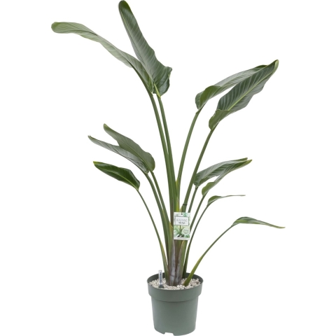 Paradijsvogelplant (Strelitzia nicolai) D 27 H 150 cm Potmaat 27 H150 kamerplant Beautanic Lifestyle - Beautanic lifestyle