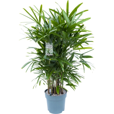 Rhapis Excelsa II Potmaat 30 H130-140 kamerplant Beautanic Lifestyle - Beautanic lifestyle