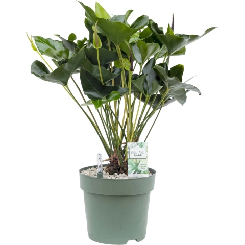 Anthurium Arrow Potmaat 30 H80-90 kamerplant Beautanic Lifestyle - Beautanic lifestyle