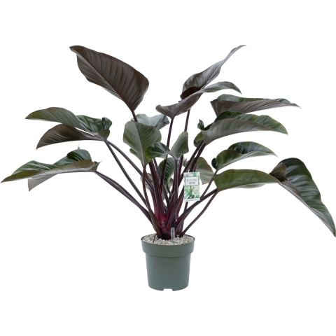 Philodendron Red Beauty I Potmaat 27 H100-110 kamerplant Beautanic Lifestyle - Beautanic lifestyle