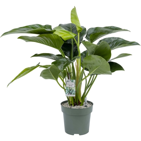 Philodendron Green Beauty I Potmaat 27 H100-110 kamerplant Beautanic Lifestyle - Beautanic lifestyle