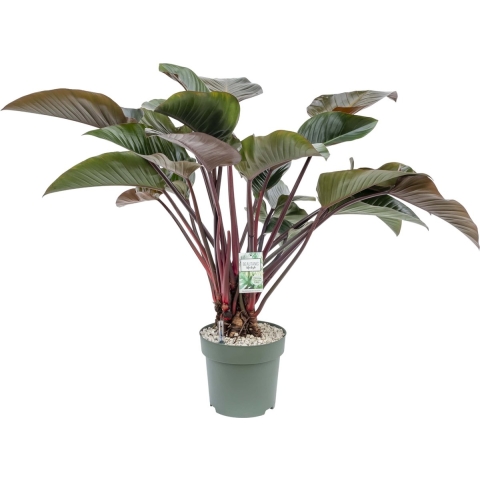 Philodendron Red Beauty II Potmaat 30 H110-120 kamerplant Beautanic Lifestyle - Beautanic lifestyle