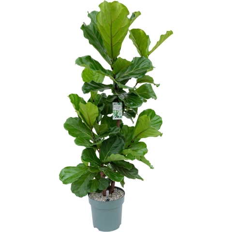 Ficus Lyrata Multistam II Potmaat 30 H160-180 kamerplant Beautanic Lifestyle - Beautanic lifestyle
