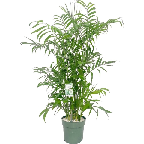 Chamaedorea Seifrizii Potmaat 27 H130-140 kamerplant Beautanic Lifestyle - Beautanic lifestyle