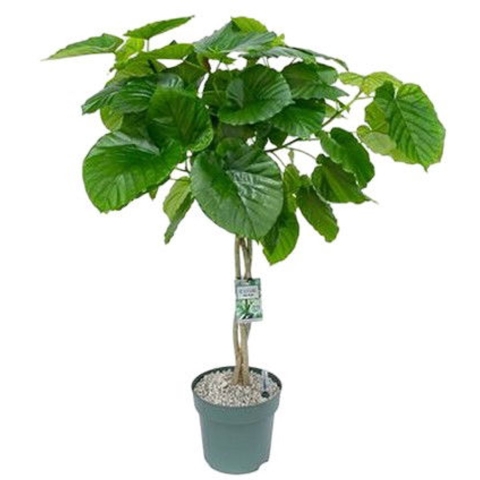 Ficus Umbellata Twisted Stem Potmaat 27 H120-130 kamerplant Beautanic Lifestyle - Beautanic lifestyle
