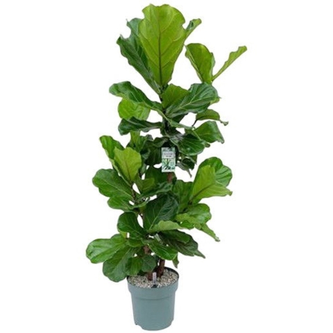 Ficus Lyrata Multistam I Potmaat 24 H90-110 kamerplant Beautanic Lifestyle - Beautanic lifestyle