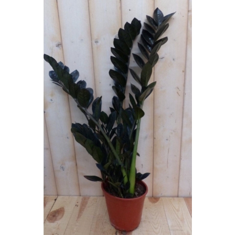 Emerald palm Zamioculcas potmaat 12 cm H20-40 cm kamerplant Warentuin Natuurlijk - Warentuin natuurlijk