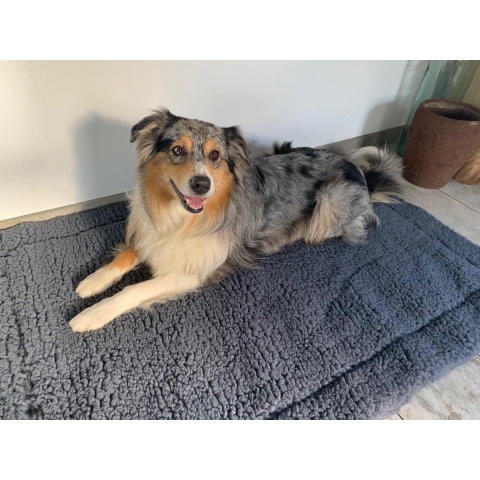 HuggleHounds Hondenmat Grijs XL 75 x 123 cm