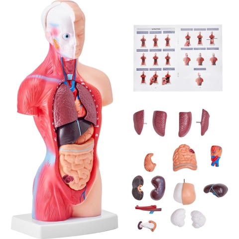 VEVOR Model van het menselijk lichaam, 15 delen 28 cm, Anatomisch model van de menselijke torso, Anatomisch skeletmodel met uitneembare organen, Educatieve leermiddelen voor studenten, Leermiddelen