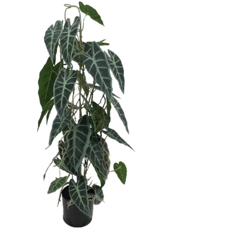 Caladium in pot 77 cm kunstplant Buitengewoon de Boet - Buitengewoon de boet