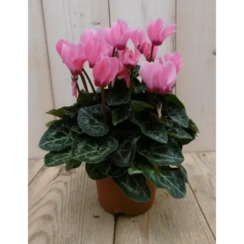 3 stuks! Patio Cyclaam roze/donker-rozeWarentuin Natuurlijk