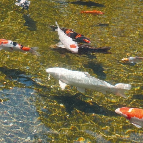 Ubbink - AlgClear UVC - 10000 - Algenbestrijding