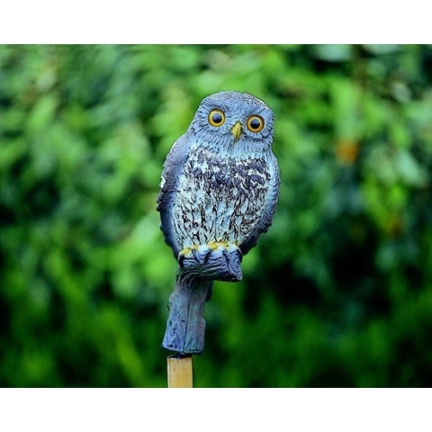 Decoratie Kleine uil