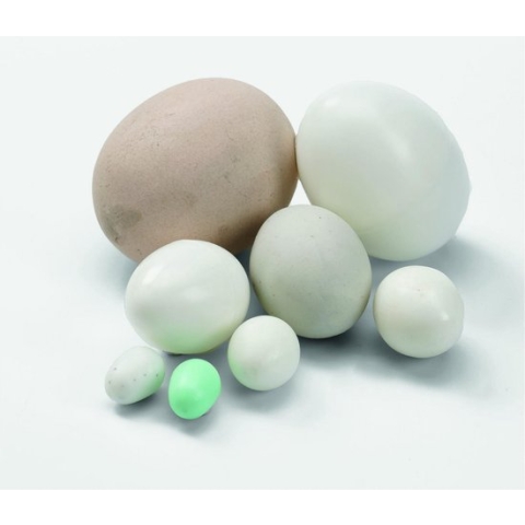 Plastic broedeieren voor kanaries - Verpakt per 100 stuks