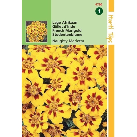 Hortitops Lage Afrikaan Bloemzaad - Naughty Marietta