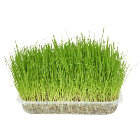 Flamingo Kattenspeelgoed gras