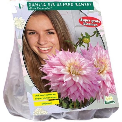 Baltus Dahlia Giant Dec. Sir Alfred Ramsey - 3x1 stuks