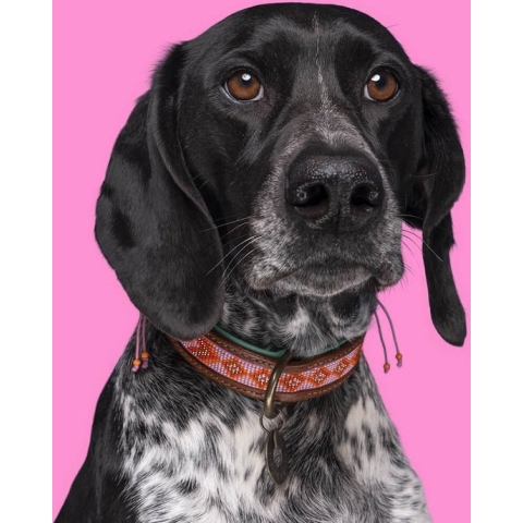 DWAM Dog with a Mission Halsband Hond – Hondenhalsband – Roze – XL – Leer – Halsomvang tussen 47-57 x 4 cm – Sweet Mae