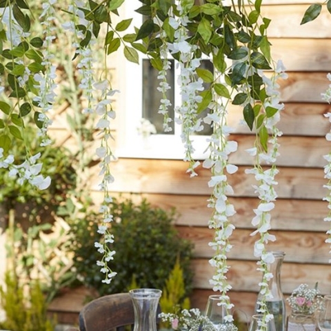 Blauwe Regen Wisteria - 4 stuks