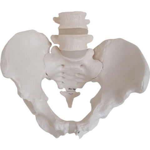 Het menselijk lichaam - anatomie model bekken en lumbale wervelkolom man