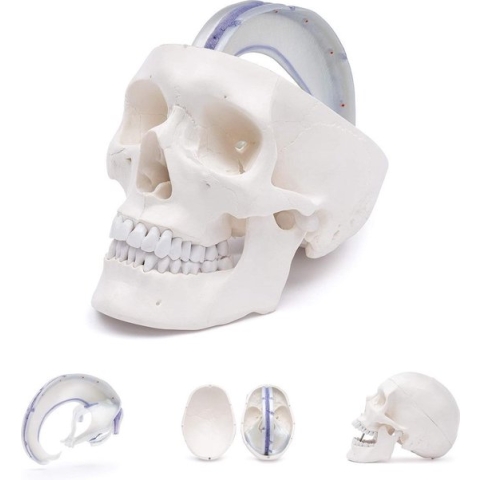 Het menselijk lichaam - anatomie model schedel met dura mater