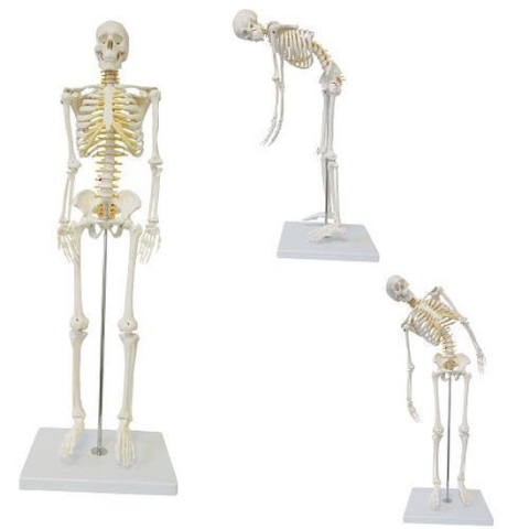 Het menselijk lichaam - anatomie model skelet (85 cm flexibel, met ruggenmergzenuwen)