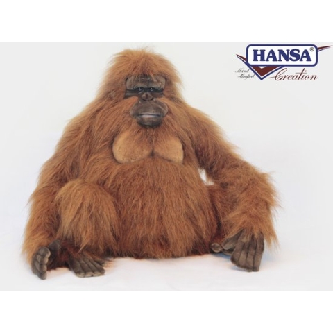 Volwassen Oerang oetang