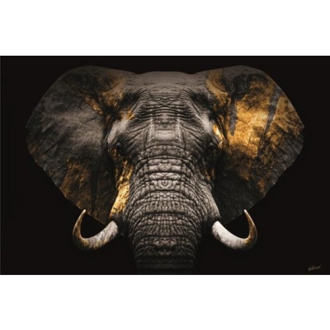 120 x 80 cm - glasschilderij - Olifant goud - foto print op glas