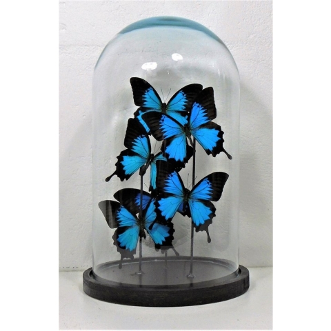 6 Opgezette papilio ulysses ylusses vlinders in glazen stolp.