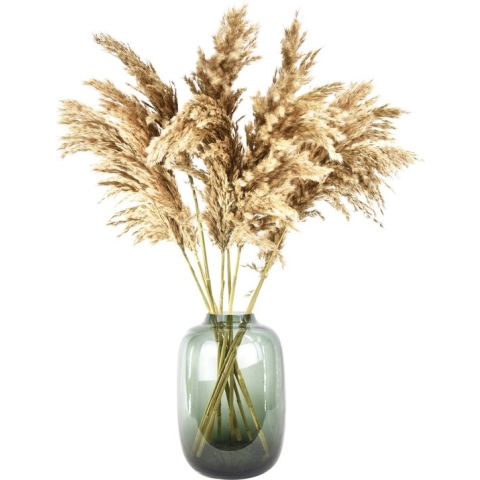 Pampas pluimen - 10 stuks - 70 cm - Natural Dried Flowers - Droogbloemen